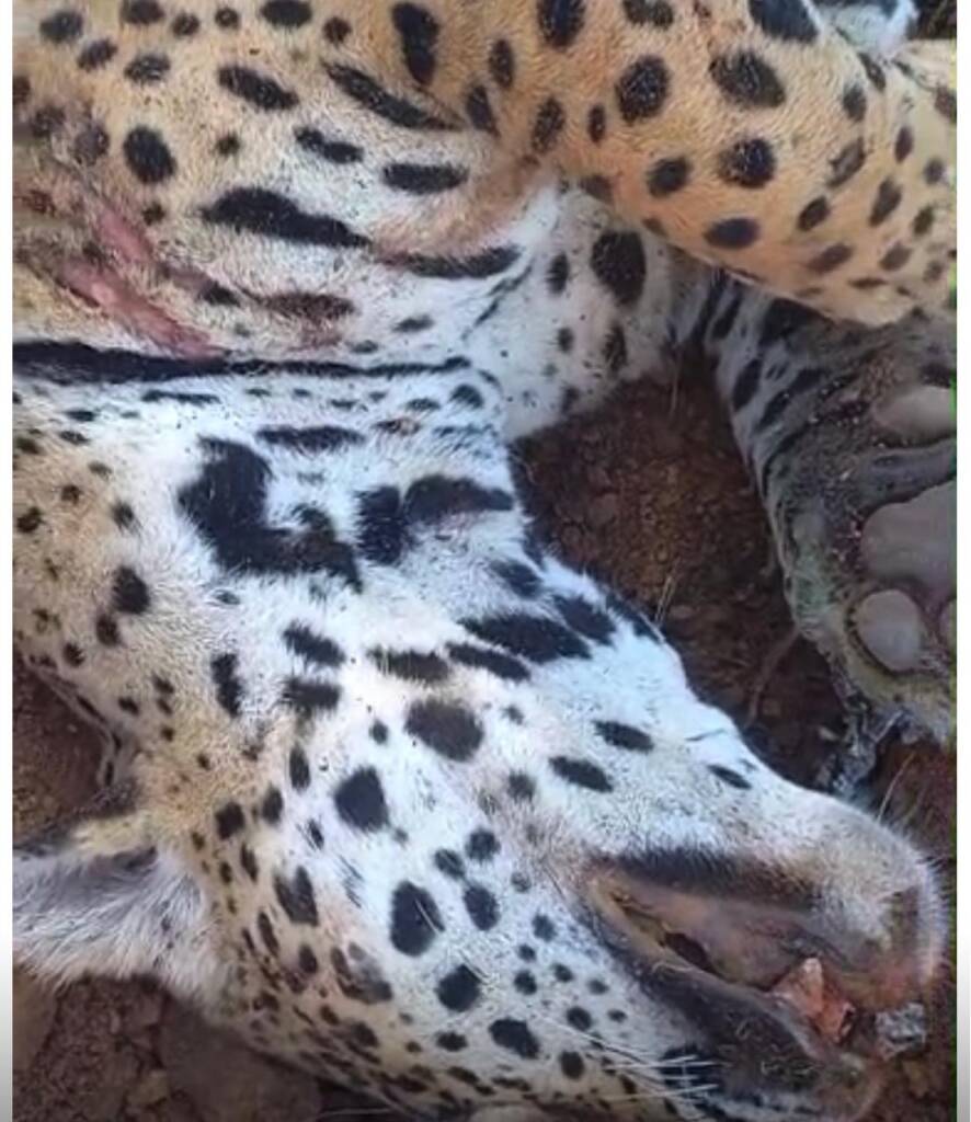 Onça morre atropelada na BR-163; é o segundo caso em poucos dias na região