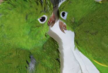 Ocorrências envolveram quatro espécies da fauna silvestre; duas maritacas foram encaminhadas para reabilitação no CETAS