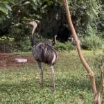 CETAS intensifica resgates de animais silvestres em Lucas do Rio Verde durante período chuvoso