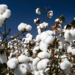 Clima favorece desenvolvimento do algodão em Mato Grosso no início de março