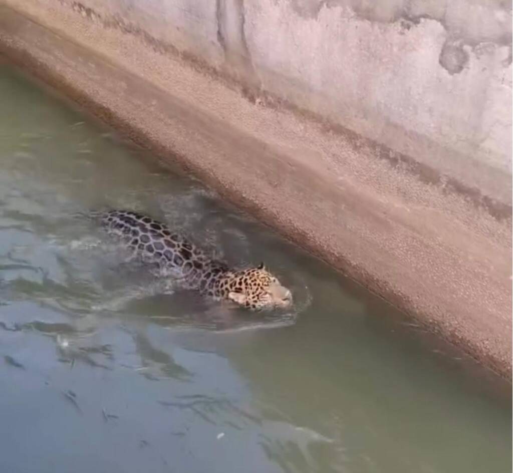 Animal apresentava sinais de cansaço e mobilizou operação com apoio de bombeiros e órgãos ambientais