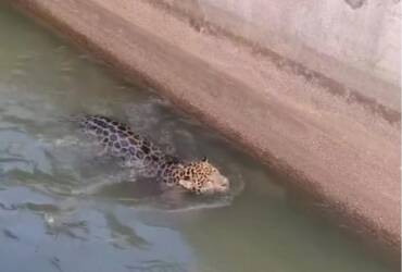 Animal apresentava sinais de cansaço e mobilizou operação com apoio de bombeiros e órgãos ambientais