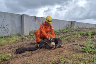 Bombeiros resgatam tamanduá-bandeira fêmea em área industrial de Lucas do Rio Verde