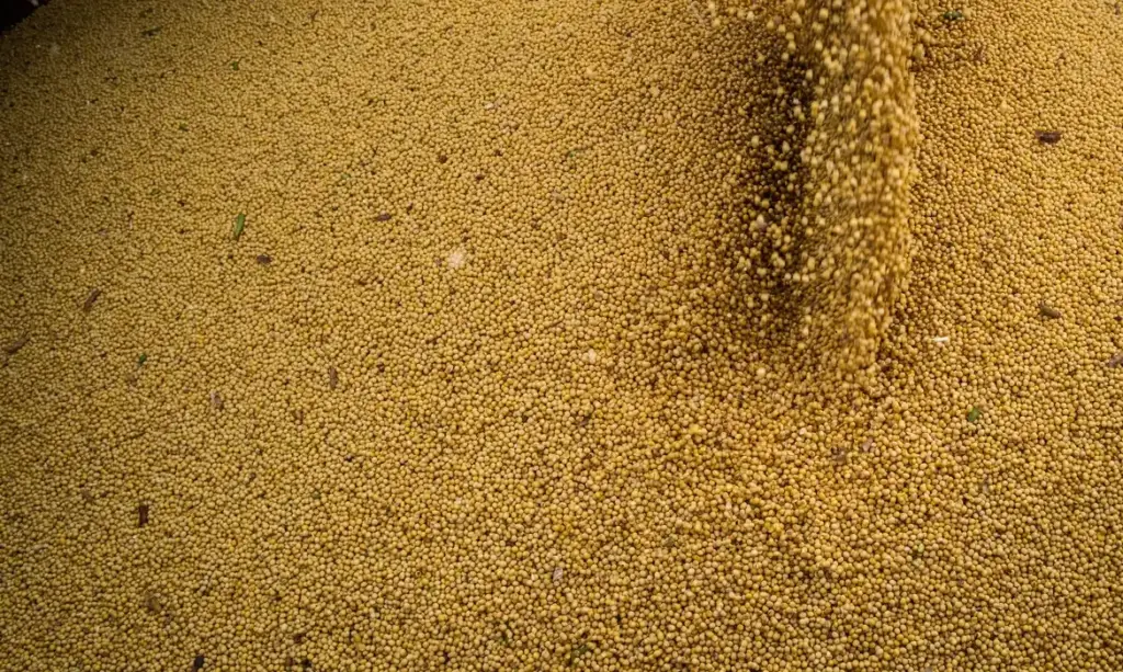 Agro impulsiona PIB com alta de 11,7% e amplia peso na economia