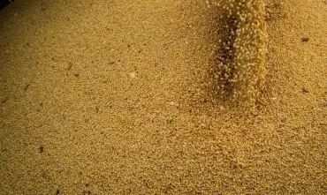 Agro impulsiona PIB com alta de 11,7% e amplia peso na economia