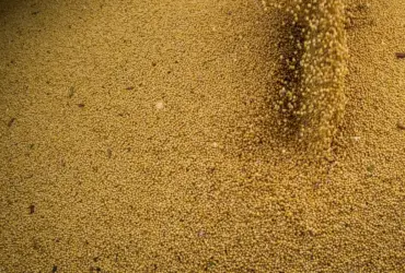 Agro impulsiona PIB com alta de 11,7% e amplia peso na economia