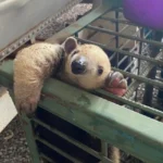 Tamanduás resgatados voltam à natureza após resgate em MT