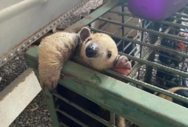 Tamanduá resgatado sema MT