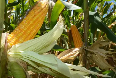 Embrapa amplia portfólio de baixo carbono e lança programas para milho e sorgo