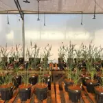 Pesquisa avalia algas brasileiras como bioestimulante em grãos sob estresse hídrico