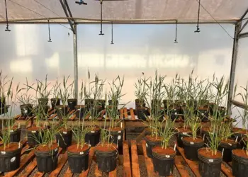 Pesquisa avalia algas brasileiras como bioestimulante em grãos sob estresse hídrico