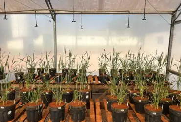 Pesquisa avalia algas brasileiras como bioestimulante em grãos sob estresse hídrico