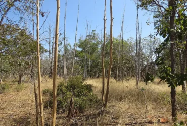 Inteligência artificial e satélites mapeiam terras agrícolas abandonadas no Cerrado