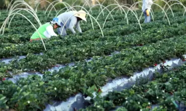Canal Gov estreia Campo da Gente valorizando agricultura familiar