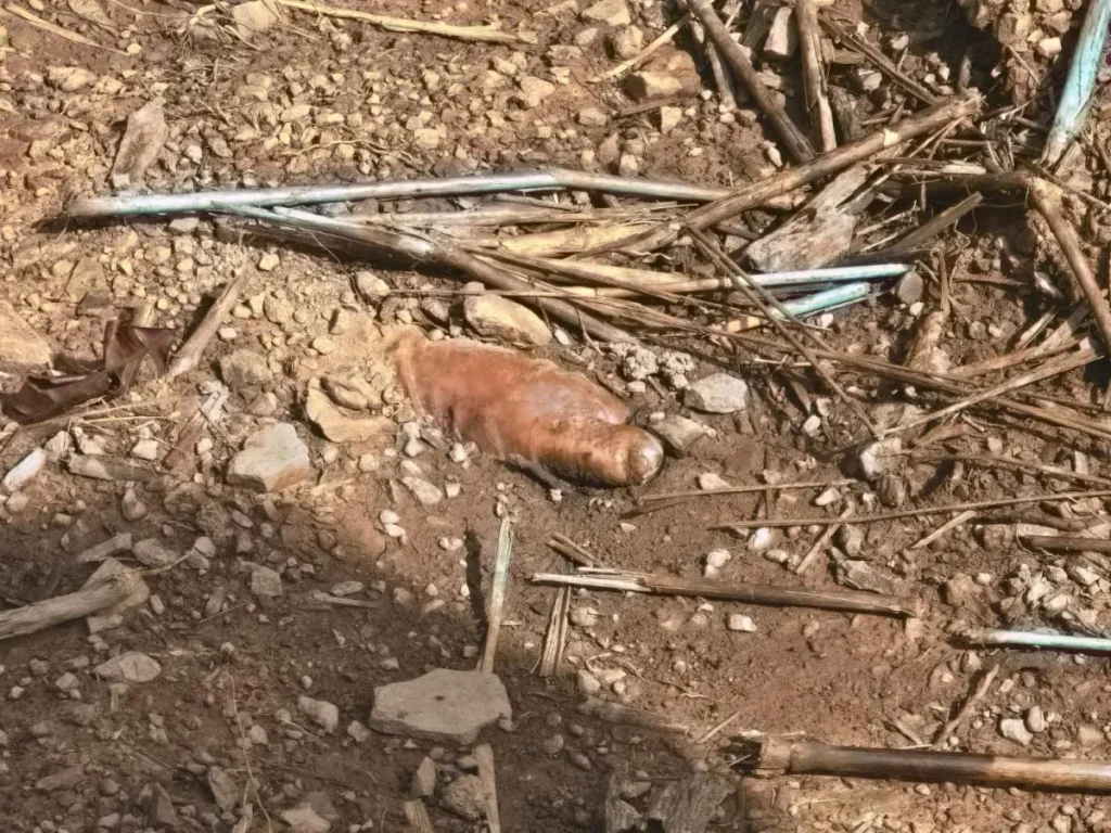 Polícia acha corpo em cova; 6 pessoas são presas em MT