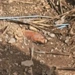 Corpo é achado em cova rasa e 6 são presos após ‘salve’ em área de mata