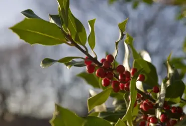 Plantação de Café