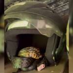 Susto no armário: Serpente mais veloz do Brasil é encontrada dormindo dentro de capacete