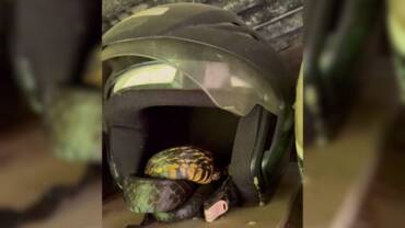 Serpente mais veloz do Brasil se esconde dentro de capacete em Jaraguá do Sul