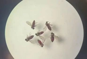 Oropouche avança no Brasil e pode atingir 2% da população