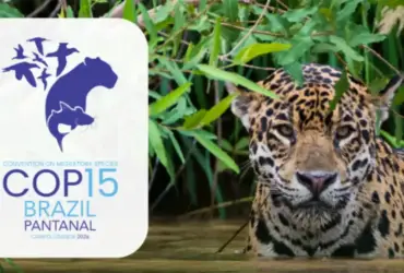COP15 em Campo Grande debate queda na conservação de espécies migratórias