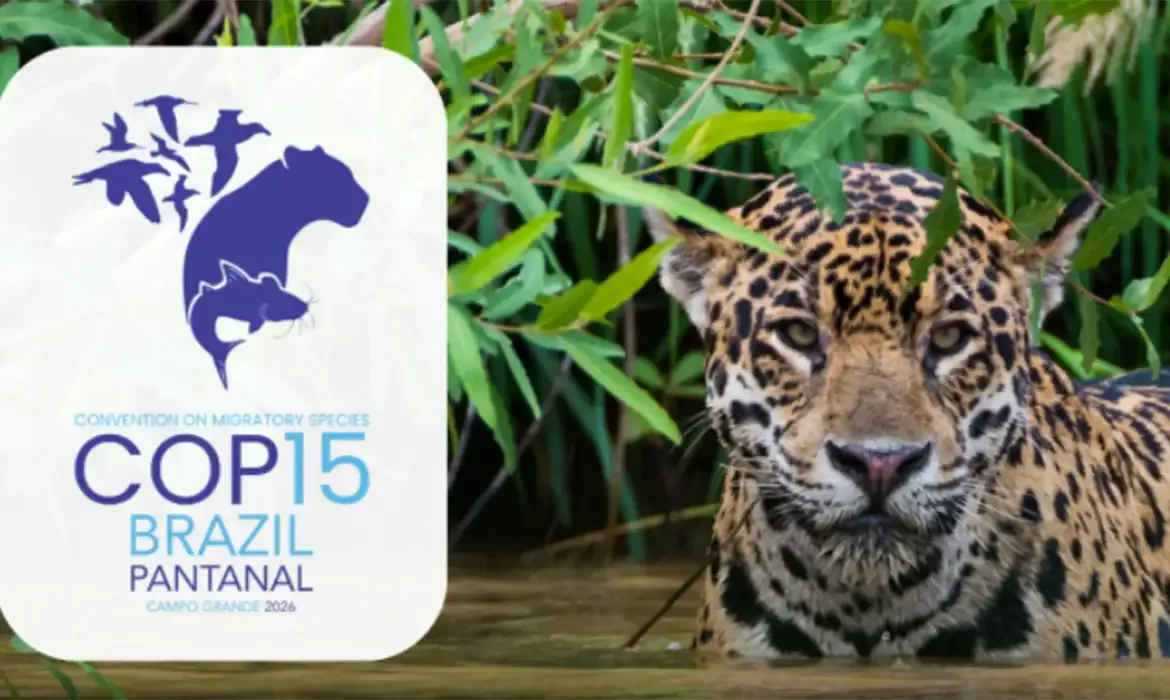 COP15 em Campo Grande debate queda na conservação de espécies migratórias