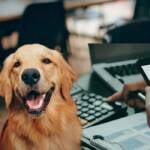 Imposto de Renda 2026: gastos com pets podem ser deduzidos? Veja o que diz a Receita Federal