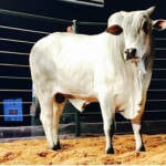 Leilão com 60 touros de genética é destaque no Show Safra 2026 em Lucas do Rio Verde