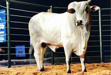 Leilão com 60 touros de genética é destaque na Show Safra 2026