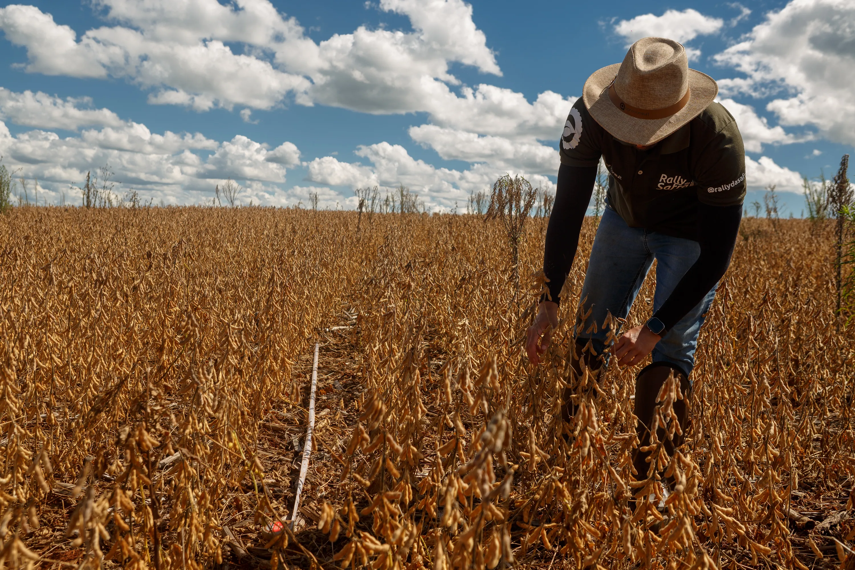 Alta da soja em Mato Grosso reduz margem da indústria em julho