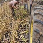 Chuvas extremas e custos altos trazem prejuízo na reta final da soja em Mato Grosso