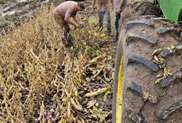 'É um ano para apagar da memória': produtor enfrenta perdas, dívida e colheita de soja no limite em MT
