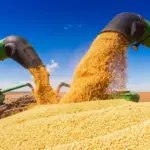 Mato Grosso já negociou 56% da safra de soja e consolida nova rota de exportação pelo Arco Norte
