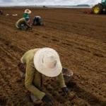 Agropecuária impulsiona criação de 18,7 mil vagas de trabalho em Mato Grosso