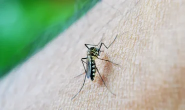 Dengue aumenta risco de Síndrome de Guillain-Barré, aponta estudo