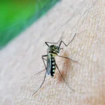 Dengue evidencia impacto das mudanças climáticas na saúde global