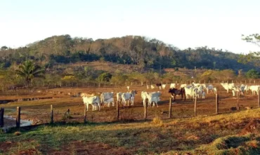 Stf mantém lei que limita compra de terras por estrangeiros no Brasil