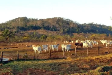 Stf mantém lei que limita compra de terras por estrangeiros no Brasil