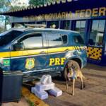 PRF apreende 24 kg de skunk em ônibus na BR-364, em Rondonópolis
