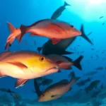 Atualização da lista de extincao inclui 100 novas espécies de peixes e invertebrados no Brasil