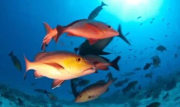 Atualização da lista de extincao inclui 100 novas espécies de peixes e invertebrados no Brasil
