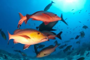 Atualização da lista de extincao inclui 100 novas espécies de peixes e invertebrados no Brasil
