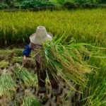 Garantia de direitos no trabalho rural ainda enfrenta desafios