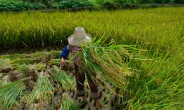 Garantia de direitos no trabalho rural ainda enfrenta desafios