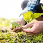 Senac-MT oferece bolsas de estudo para curso de Técnico em Agronegócio em Lucas do Rio Verde