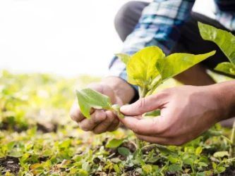 Senac-MT oferece bolsas de estudo para curso de Técnico em Agronegócio em Lucas do Rio Verde
