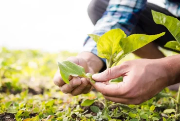 Senac-MT oferece bolsas de estudo para curso de Técnico em Agronegócio em Lucas do Rio Verde