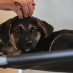 Lei define guarda compartilhada de pet em separações e estabelece novas regras de custódia