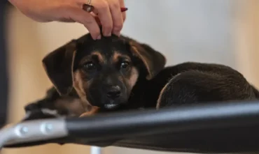 Lei define guarda compartilhada de pet em separações e estabelece novas regras de custódia