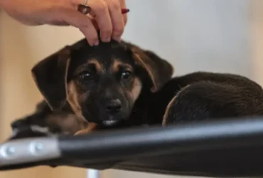 Lei define guarda compartilhada de pet em separações e estabelece novas regras de custódia